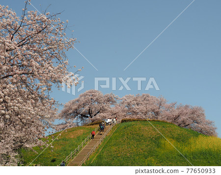 Saitama Sakitama Kofun Group 和 Maruhakayama Kofun 的 Sakura 77650933