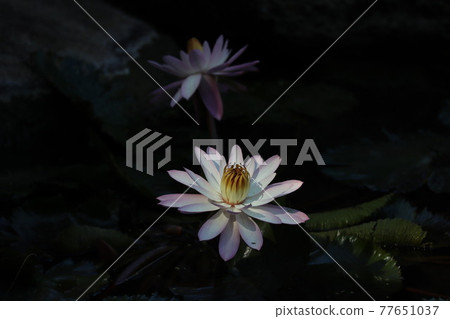 Lotus flowers floating in a pond 77651037
