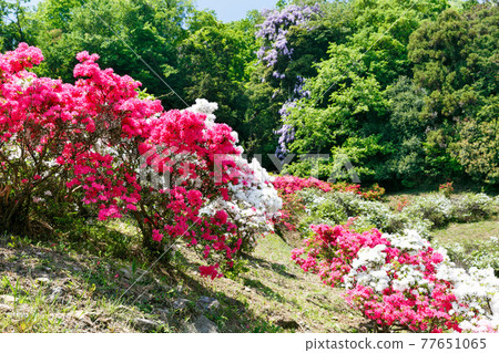 埼玉縣尾瀨町五田松辻公園杜鵑花節 77651065