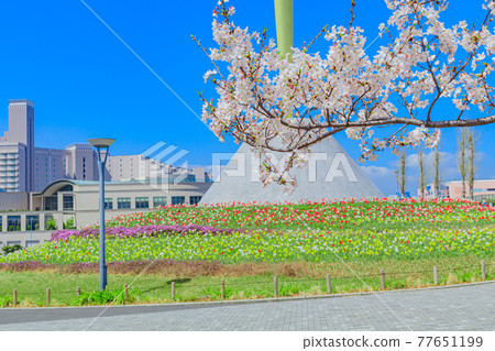 [Tokyo cityscape] Spring Odaiba cityscape 77651199