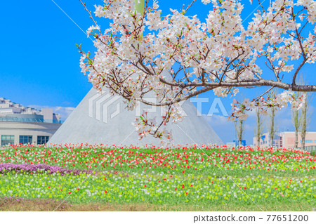 [Tokyo cityscape] Spring Odaiba cityscape 77651200