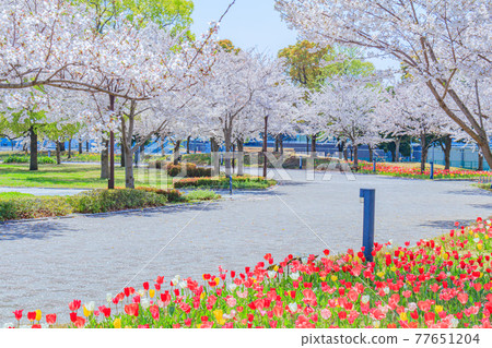 [東京街景] 春天的台場街景 77651204