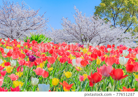 [Image material] Tulip field and cherry blossoms in full bloom 77651287
