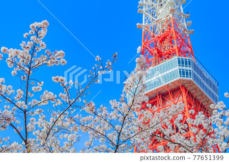春天的東京城市景觀(東京塔和櫻花) 春天的東京城市景觀(東京塔和櫻花) 77651399