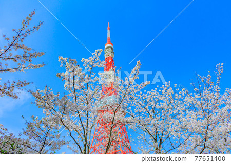 春天的東京城市景觀（東京塔和櫻花） 77651400
