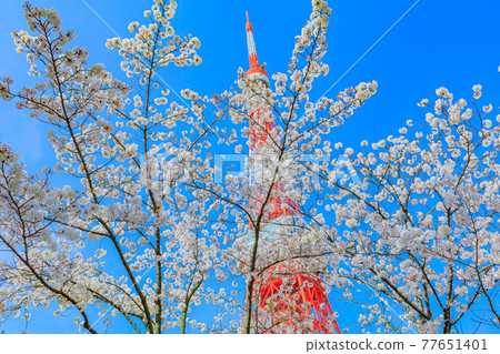 春天的東京城市景觀(東京塔和櫻花) 春天的東京城市景觀(東京塔和櫻花) 77651401