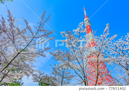 春天的東京城市景觀(東京塔和櫻花) 春天的東京城市景觀(東京塔和櫻花) 77651402