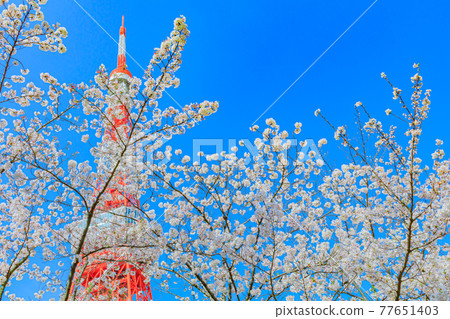 春天的東京城市景觀(東京塔和櫻花) 春天的東京城市景觀(東京塔和櫻花) 77651403