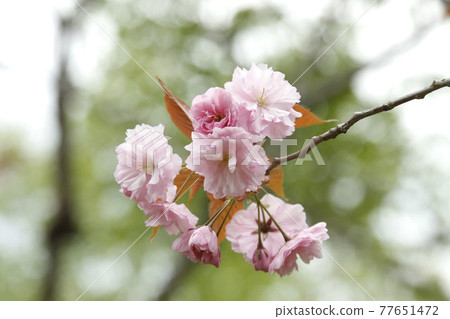 Satozakura Yaezakura Yaezakura Buttonzakura Satozakura Yaezakura Yaezakura Buttonzakura 77651472