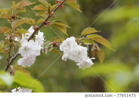 Satozakura Yaezakura Yaezakura Buttonzakura Satozakura Yaezakura Yaezakura Buttonzakura 77651473
