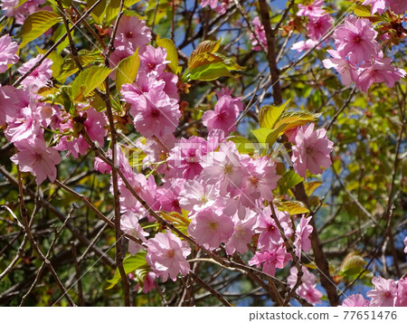 Satozakura Yaezakura Yaezakura Buttonzakura Satozakura Yaezakura Yaezakura Buttonzakura 77651476