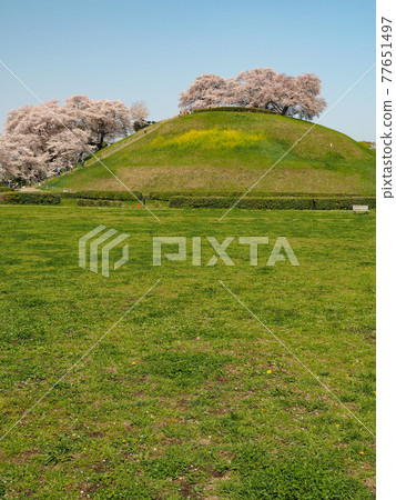 Sakura of Saitama Sakitama Kofun Group and Maruhakayama Kofun 77651497