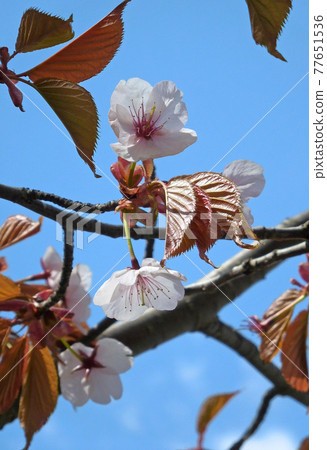 Ezoyama cherry, Oyama cherry, Beniyama cherry, Hokkaido cherry blossoms 77651536
