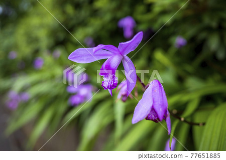 Silane flowers blooming on the fence 77651885