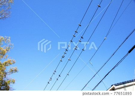 Many pigeons perched on electric wires Many pigeons perched on electric wires 77651893