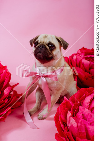 Funny Pug dog with pink banter on the pink background. Funny Pug dog with pink banter on the pink background. 77651903
