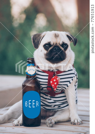 The pug is resting with  bottle of beer 77651913