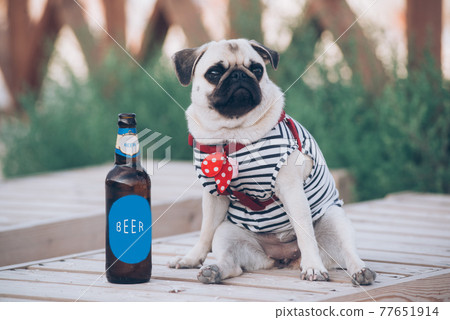 The pug is resting with  bottle of beer 77651914