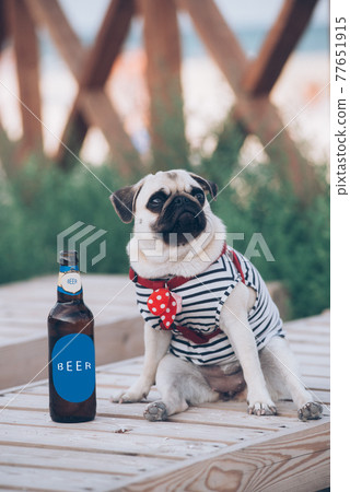 The pug is resting with  bottle of beer 77651915