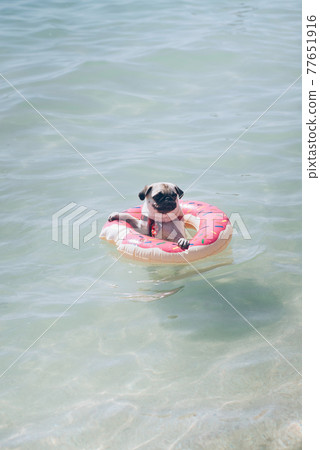 Cute pug floating in a swimming pool with a pink donut ring flotation device 77651916