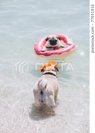 Cute pug floating in a swimming pool with a pink swimming ring flotation device and  friend saves him 77651918