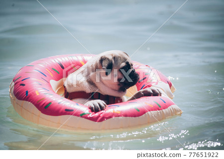 Cute pug floating in a swimming pool with a pink donut ring flotation device 77651922