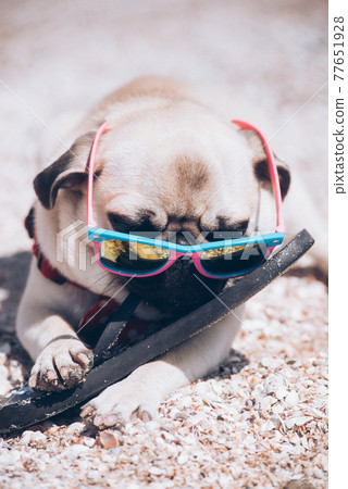 Fun dog mops in sunglasses resting playing on the beach with slipper on the beach Fun dog mops in sunglasses resting playing on the beach with slipper on the beach 77651928