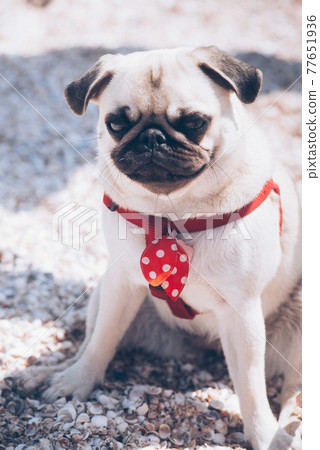Portrait of a mops dog on the beach Portrait of a mops dog on the beach 77651936