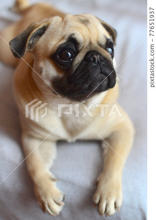 Portrait of mops dog on a white background Portrait of mops dog on a white background 77651937
