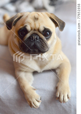 Portrait of mops dog on a white background Portrait of mops dog on a white background 77651938
