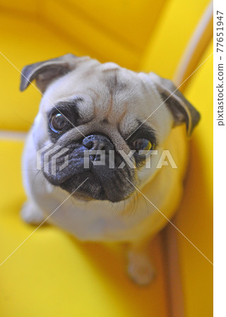 Close-up portrait of one year old mops Close-up portrait of one year old mops 77651947