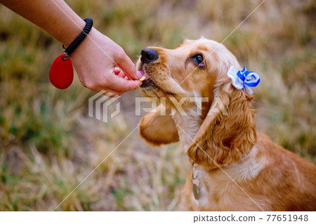 woman training her little dog, cocker spaniel breed puppy, outdoors, in a park. woman training her little dog, cocker spaniel breed puppy, outdoors, in a park. 77651948