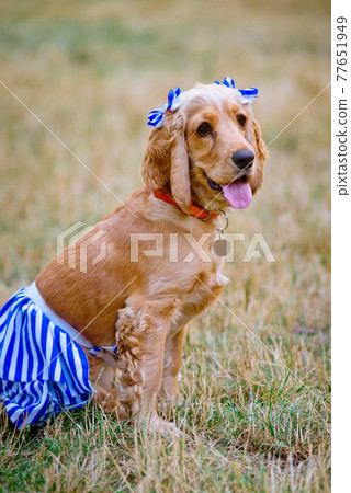 Englishl cocker spaniel on the grass 77651949