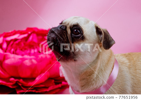 Funny birthday dog eating cake with one candle in front of him on the pink background Funny birthday dog eating cake with one candle in front of him on the pink background 77651956