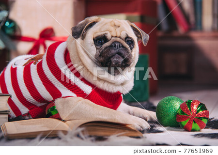 Dog in santa costume is sitting under christmas tree with gifts and book in studio 77651969