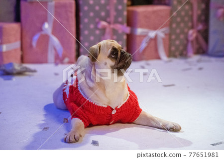 Dog in santa costume is sitting under christmas tree with gifts in studio Dog in santa costume is sitting under christmas tree with gifts in studio 77651981
