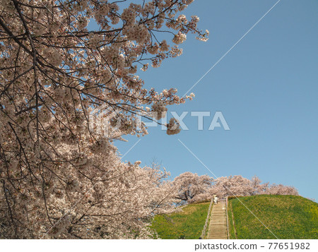 Sakura of Saitama Sakitama Kofun Group and Maruhakayama Kofun 77651982