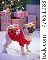 Dog in santa costume is sitting under christmas tree with gifts in studio 77651983