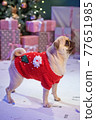 Dog in santa costume is sitting under christmas tree with gifts in studio 77651985