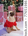 Dog in santa costume is sitting under christmas tree with gifts in studio 77651986
