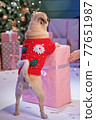 Dog in santa costume is sitting under christmas tree with gifts in studio 77651987