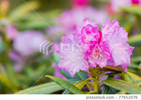 Hakusan Shakunage with flowers 77652076