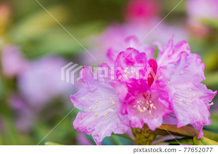 Hakusan Shakunage with flowers Hakusan Shakunage with flowers 77652077