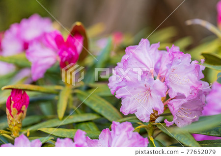 Hakusan Shakunage with flowers 77652079