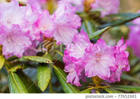 有花的白山燒毛 77652081