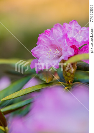 Hakusan Shakunage with flowers 77652095