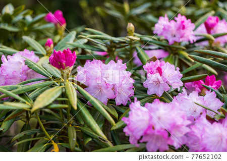 有花的白山燒毛 有花的白山燒毛 77652102