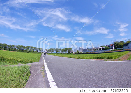 Tree-lined trees and summer countryside Tree-lined trees and summer countryside 77652203
