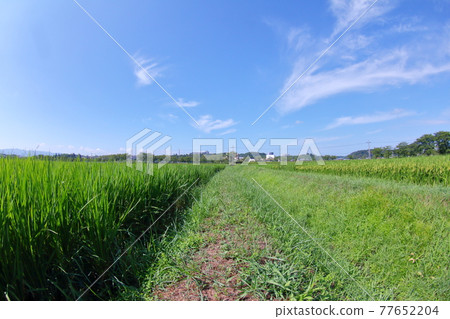 Tree-lined trees and summer countryside Tree-lined trees and summer countryside 77652204