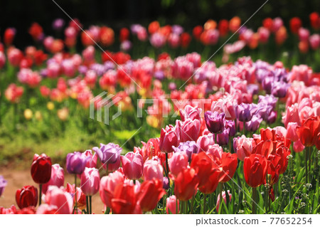 鬱金香 582 77652254